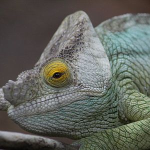 Parson's chameleon