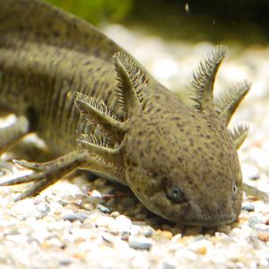 Young axolotl