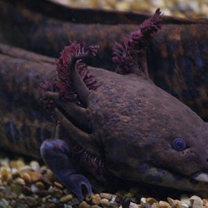 Anderson's salamander