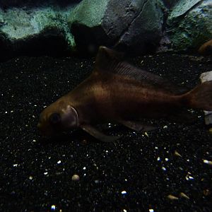 Chinese high fin banded shark, 10th April 2012