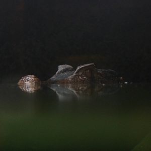 Schneider's dwarf caiman, 7th April 2012.