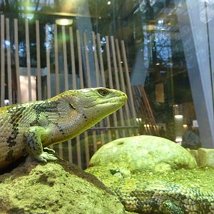 Blue-tongued skink, 7th April 2012.