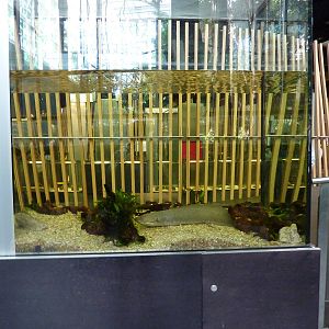 Lungfish tank, 7th April 2012.