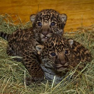 Jaguar Cubs