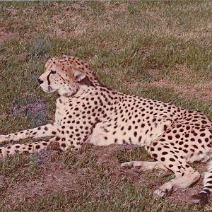 Cheetah - 1982