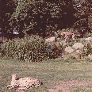 Cheetah enclosure - 1982