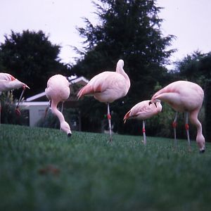 Chilean Flamingos - 1982