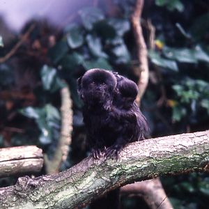 Goeldis Monkey and young