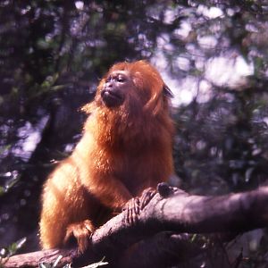 Golden Lion Tamarin