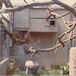 Mayotte Brown Lemur enclosure - 1982