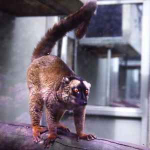 Mayotte Brown Lemur - 1982