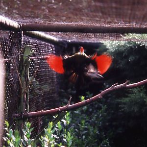 Red-crested Turaco displaying underwings