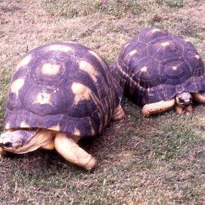 Radiated Tortoises