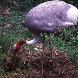 Sarus Crane