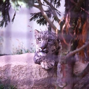 Snow Leopard