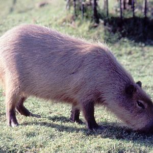 Capybara