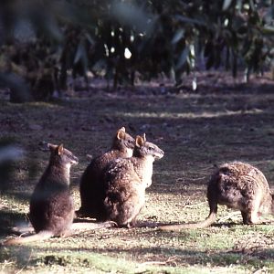 Parma Wallabies
