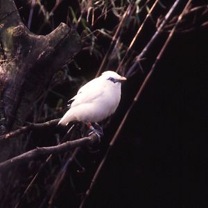 Bali Myna