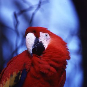 Scarlet Macaw