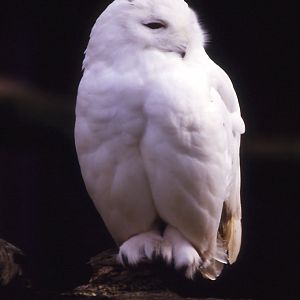 Snowy Owl