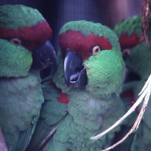 Thickbilled Parrots