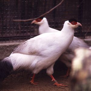 White-eared Pheasants