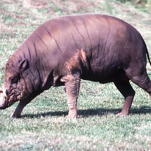 Babirusa