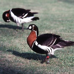 Red-breasted Goose