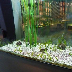 Seahorse tank, 7th April 2012.