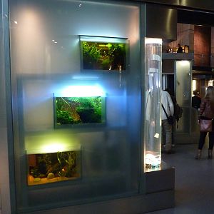 Freshwater tanks, 7th April 2012.