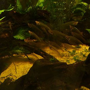 Glass catfish, 7th April 2012.