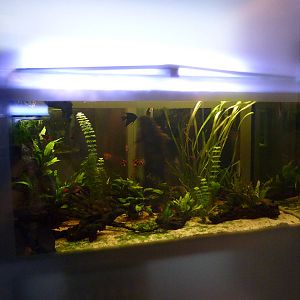 Freshwater tank, 7th April 2012.