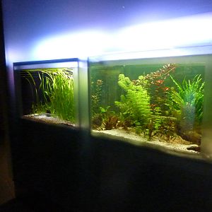 Tanks for electric fish, 7th April 2012.