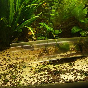 Black ghost knifefish in perspex tube, 7th April 2012.