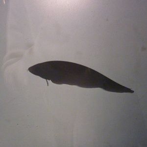 Knifefish silhouette, 7th April 2012.