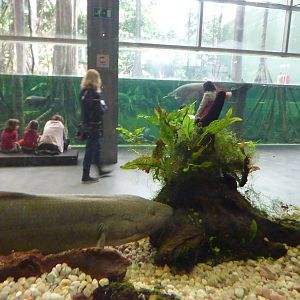 West African lungfish, 7th April 2012.