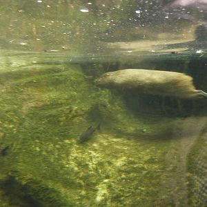 Capybara underwater, 7th April 2012.