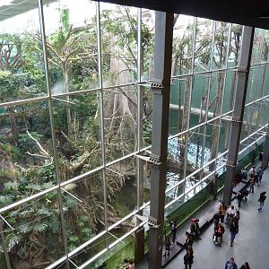 Bosc Inundat, 7th April 2012.