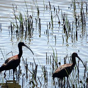 White-faced Ibises