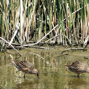 Long-billed Dowitchers