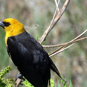 Yellow-headed Blackbird