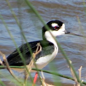 Black-necked Stilt