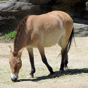 Przewalski's Horse
