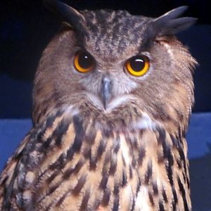 Eurasian Eagle Owl