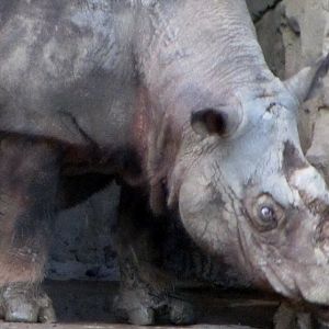 Ipuh the Sumatran Rhinoceros
