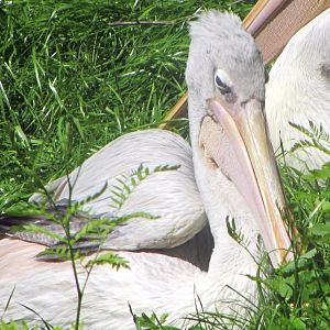 Pink-backed Pelican