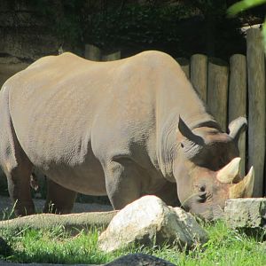 Klyde the Eastern Black Rhinoceros