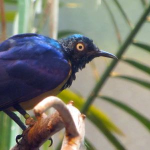 Golden-breasted Starling