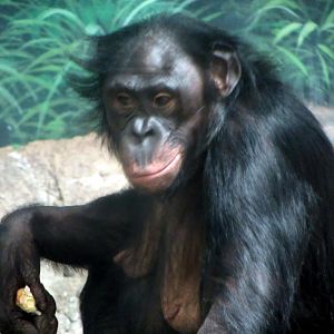 Bonobo