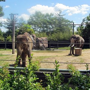 Jati and Sabu in the Bull Yard
